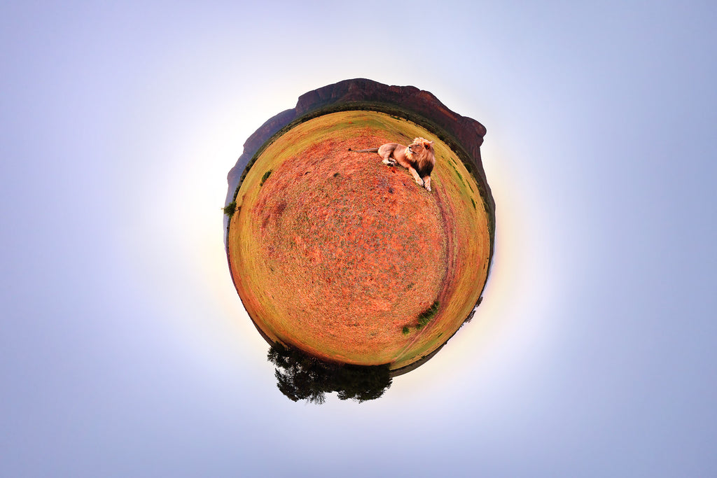 Panoramic planet of a lion on the African plains